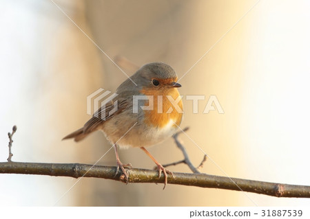 European Robin (Erithacus rubecula) on a twig 31887539