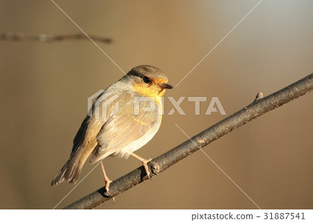 European Robin (Erithacus rubecula) on a twig 31887541