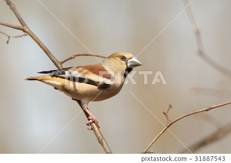 Hawfinch (Coccothraustes coccothrautes) on a twig Hawfinch (Coccothraustes coccothrautes) on a twig 31887543
