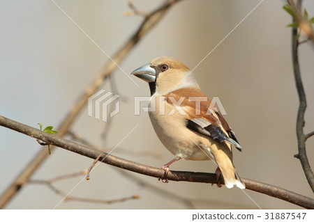 Hawfinch (Coccothraustes coccothrautes) on a twig 31887547