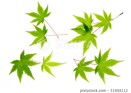 新鮮的綠楓 31888112