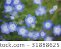 Nemophila flower 31888625