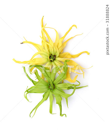 Cananga odorata isolated on white background Cananga odorata isolated on white background 31888824