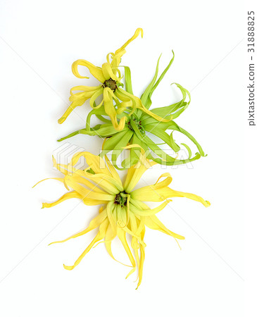 Cananga odorata isolated on white background Cananga odorata isolated on white background 31888825