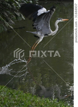 山楂的飛行 31888937