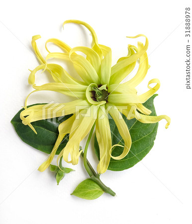 Cananga odorata isolated on white background, Cananga odorata isolated on white background, 31888978