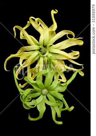 Cananga odorata isolated on black background, Cananga odorata isolated on black background, 31888979