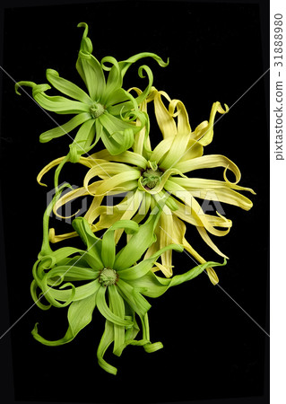 Cananga odorata isolated on black background, Cananga odorata isolated on black background, 31888980