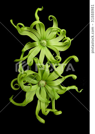 Cananga odorata isolated on black background, Cananga odorata isolated on black background, 31888981