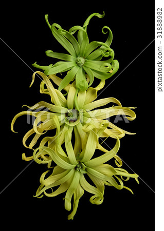 Cananga odorata isolated on black background, Cananga odorata isolated on black background, 31888982