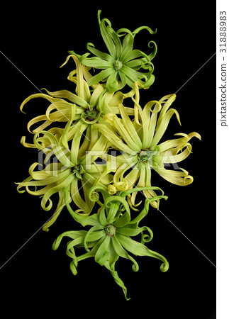 Cananga odorata isolated on black background, 31888983