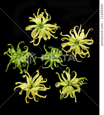 Cananga odorata isolated on black background, Cananga odorata isolated on black background, 31888984