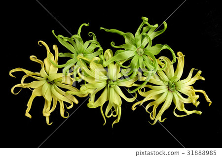 Cananga odorata isolated on black background, Cananga odorata isolated on black background, 31888985