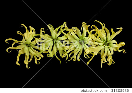 Cananga odorata isolated on black background, Cananga odorata isolated on black background, 31888986