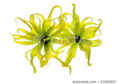 Cananga odorata isolated on white background, Cananga odorata isolated on white background, 31888987