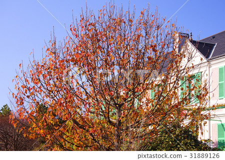 Autumn leaves Autumn leaves 31889126