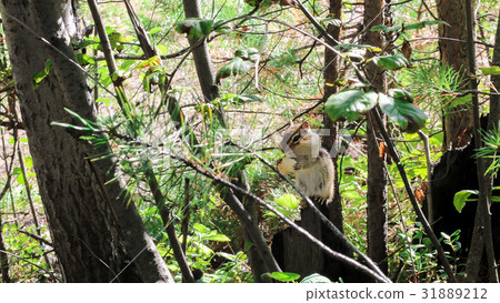A wild chipmunk, sitting on a stump, eating rusks A wild chipmunk, sitting on a stump, eating rusks 31889212