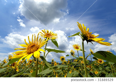 Sunflower field Sunflower field 31889329