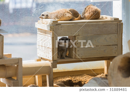 貓鼬動物園 31889481