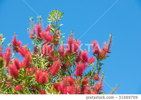 Calistemon Hamana湖花園公園[靜岡縣] 31889709