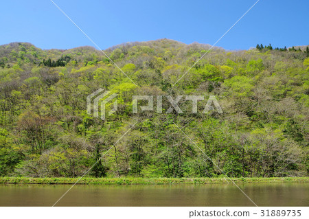 Fresh green sky Paddy field Rural landscape Fresh green sky Paddy field Rural landscape 31889735