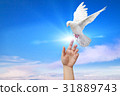 White Dove out of the hand on blue sky background  31889743