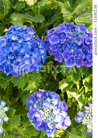 Hydrangea santeparcu Tahara [Aichi] 31890136