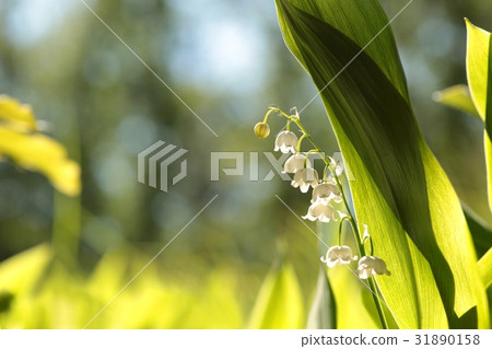Lily of the valley in May morning Lily of the valley in May morning 31890158