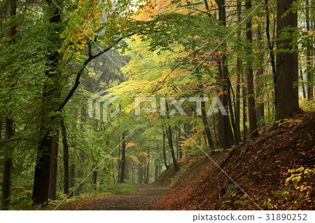 Path through the autumn forest Path through the autumn forest 31890252