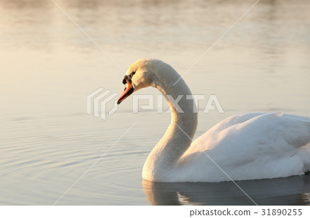 Swan at dawn 31890255