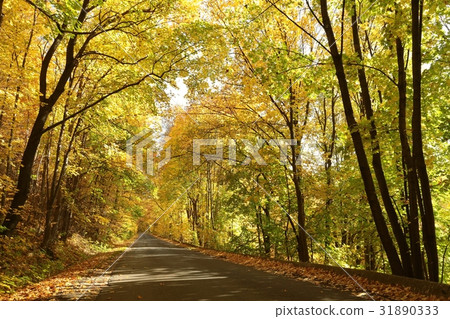 Country road leading through the autumn forest Country road leading through the autumn forest 31890333