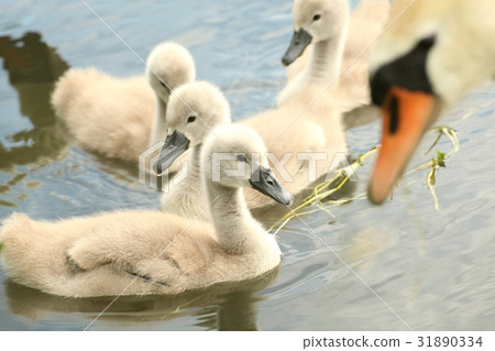 Family of young swans in the care of his mother 31890334