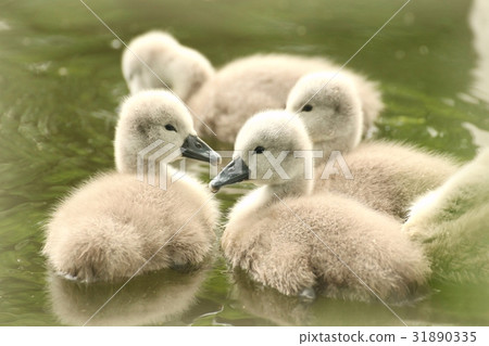 Family of young swans in the forest pond Family of young swans in the forest pond 31890335