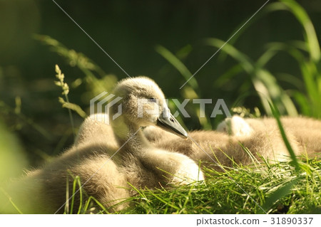 Cygnet resting on the grass in the morning  31890337