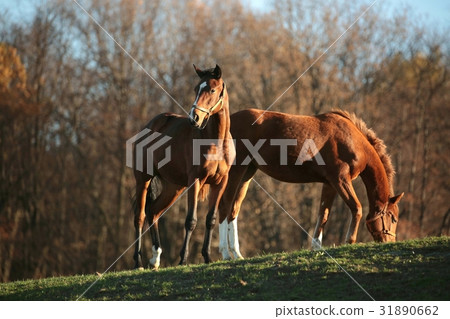 Horses on a background of autumn trees Horses on a background of autumn trees 31890662