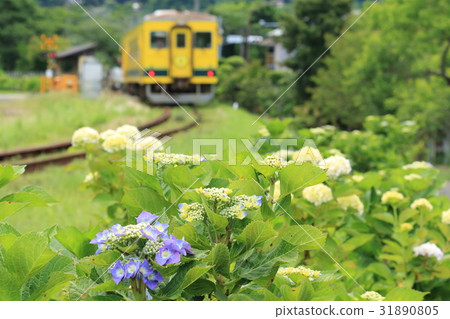 Isuimi Railway "When hydrangea begins to bloom" 31890805
