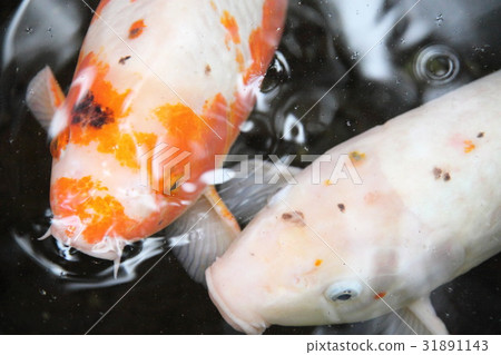 Nishikigoi water surface 2 faces face up Nishikigoi water surface 2 faces face up 31891143