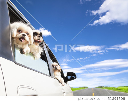 dog family traveling road trip dog family traveling road trip 31891506