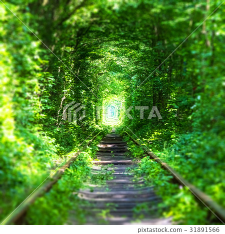 Famous 'Tunnel of Love' in Ukraine Famous 'Tunnel of Love' in Ukraine 31891566