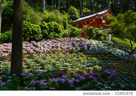 Kyoto Uji, Hydrangea at Mie Murotoji Temple Kyoto Uji, Hydrangea at Mie Murotoji Temple 31891978