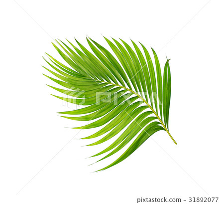 green leaves of palm tree isolated on white green leaves of palm tree isolated on white 31892077