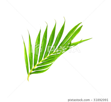 Green leaves of palm tree isolated on white  31892091