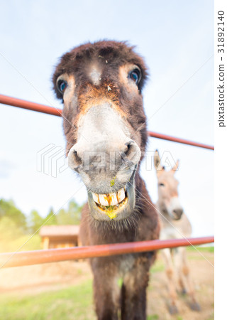 A smiling donkey with a green liquid mouth A smiling donkey with a green liquid mouth 31892140
