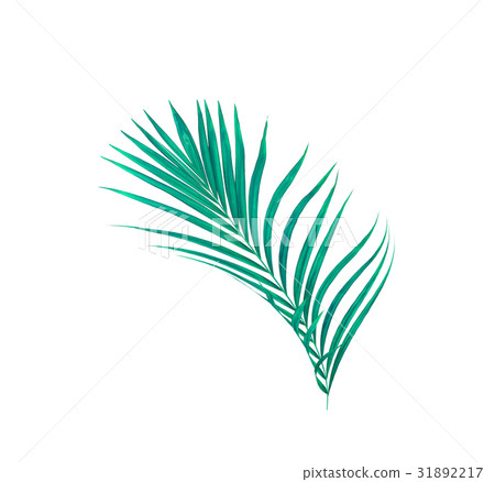 Green leaves of palm tree isolated on white  31892217