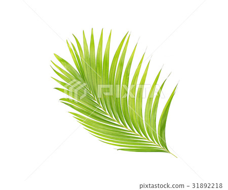green leaves of palm tree isolated on white  31892218