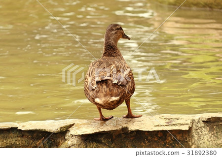 The ducks. 31892380