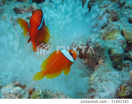 一對小丑魚珊瑚白化 31892385