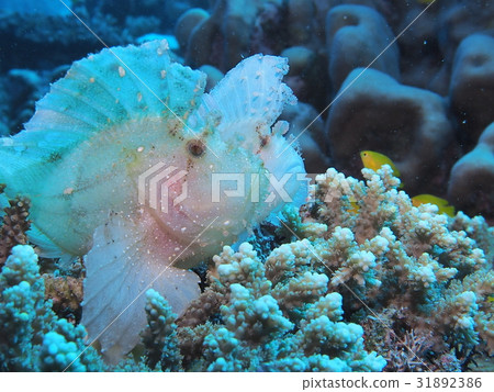 對Hadaka Haokoze 31892386