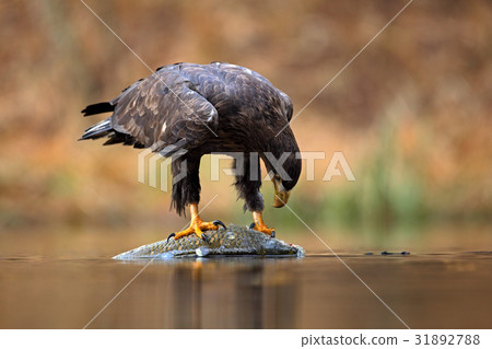 White-tailed Eagle, Haliaeetus albicilla 31892788