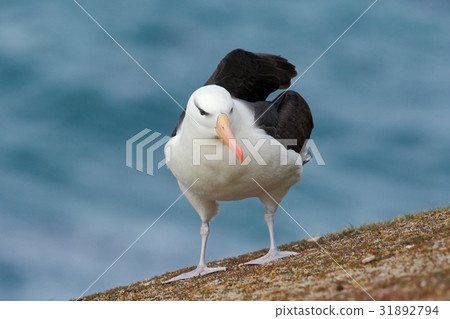 Black-browed Albatross 31892794